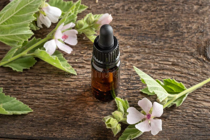 A Bottle of Marshmallow Root Tincture with Althaea Officinalis Plant