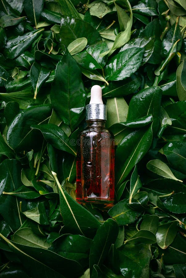 Bottle with Natural Face Serum on Wet Green Leaves Stock Image Image