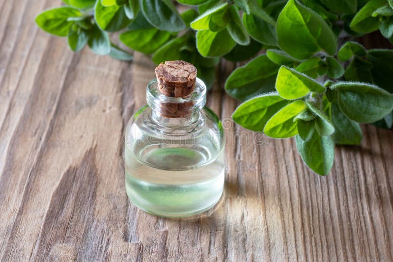 A Bottle of Oregano Essential Oil with Fresh Oregano Twigs Stock Photo Image of aromatherapy