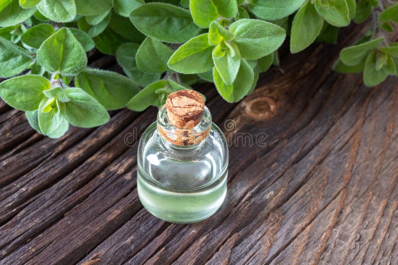 A Bottle of Oregano Essential Oil with Fresh Oregano Stock Image Image of aroma, medicine
