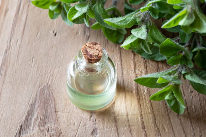 A Bottle of Oregano Essential Oil with Fresh Oregano Stock Image Image of fresh, leaf 143383009