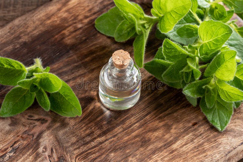 A Bottle of Oregano Essential Oil with Fresh Oregano Twigs Stock Image Image of herbal