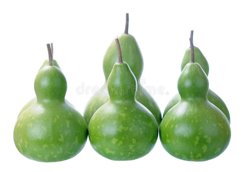 A group of Bottle Gourd stock photo. Image of food, organic 26621790