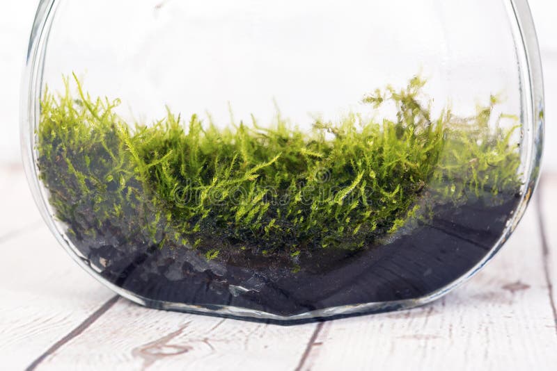 1,378 Moss Terrarium Stock Photos - Free & Royalty-Free Stock Photos from  Dreamstime