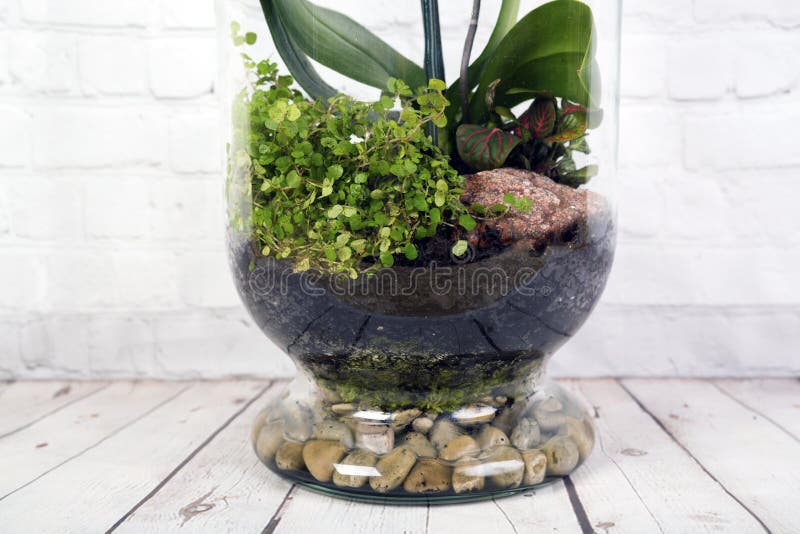 1,378 Moss Terrarium Stock Photos - Free & Royalty-Free Stock Photos from  Dreamstime