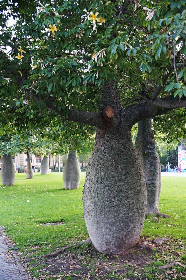 Bottle tree. stock image. Image of abundance, large 103128983