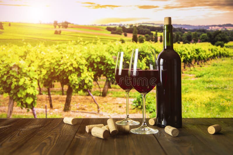 Bottle of wine and glasses on the background of the vineyard at sunset royalty free stock photos Bottle of wine and glasses on the background of the vineyard at sunset royalty free stock photos