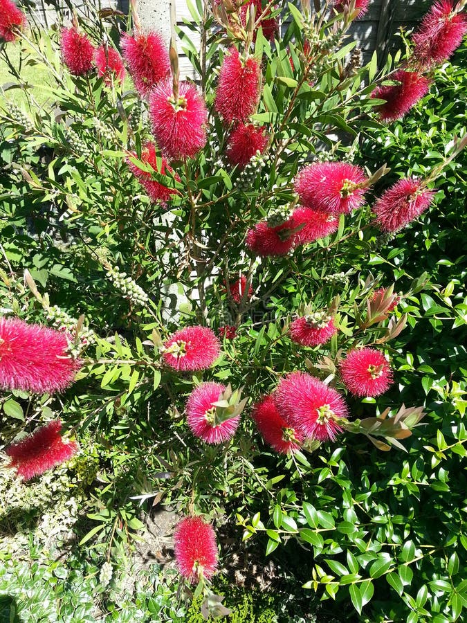 Bottlebrush stock image. Image of shrub, flowers, tree 21697443
