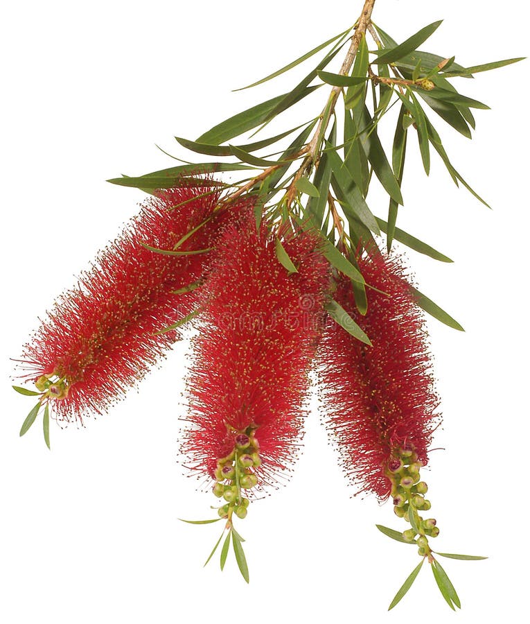Bottlebrush Flower stock image. Image of brush, australia 3601161