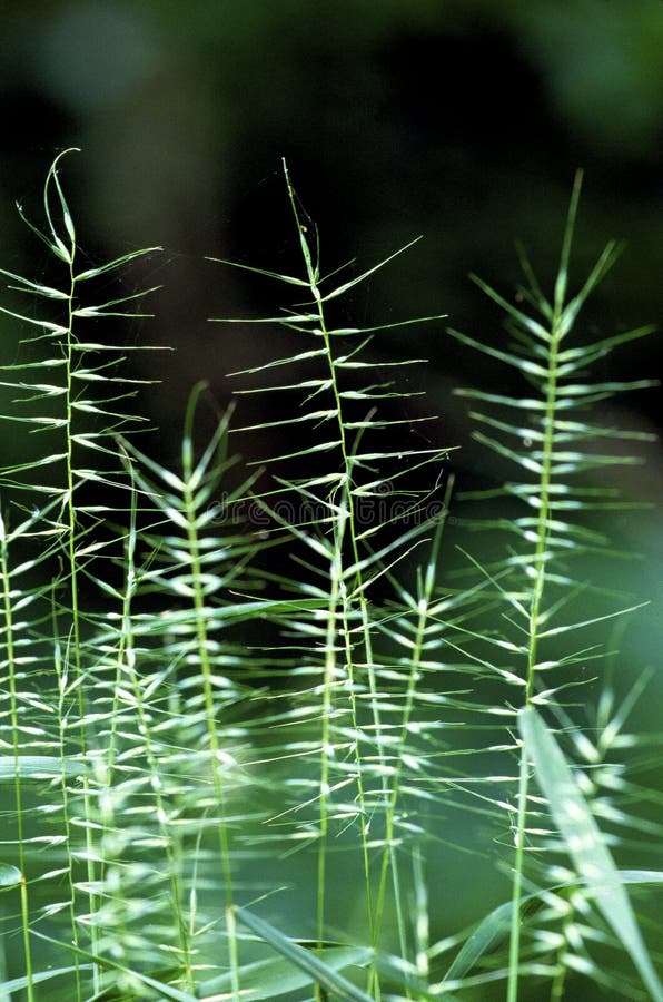 Bottlebrush Grass   38131