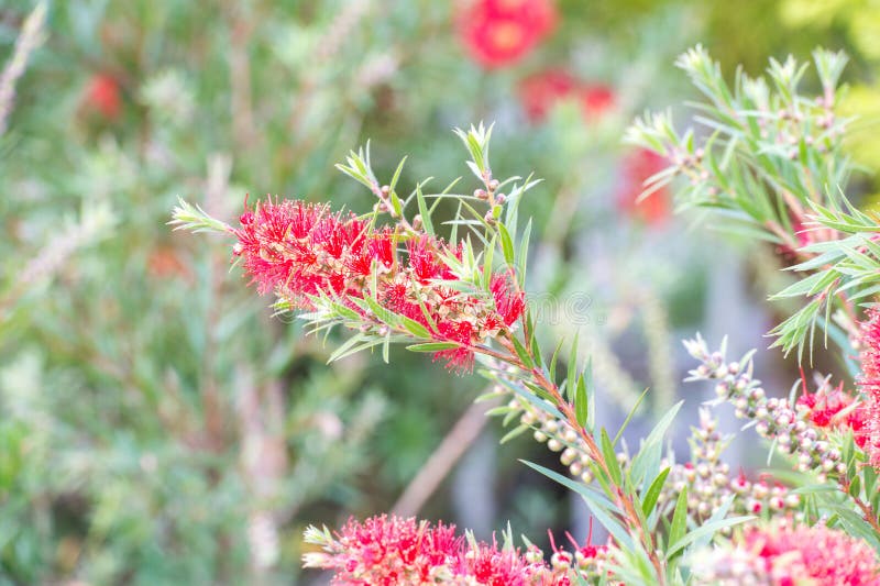 Bottlebrush (rigidus R De Callistemon BR ) Imagem de Stock Imagem de