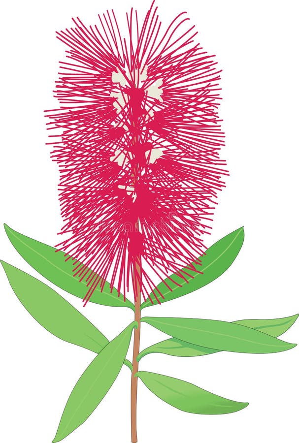 Bottlebrush Vector Illustration Stock Vector Illustration of nature