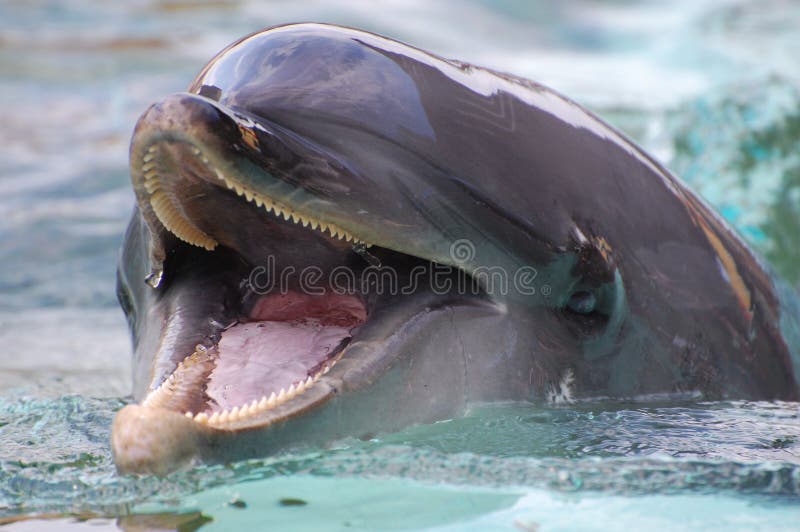 Dolphin Tongue Stock Photos Free & RoyaltyFree Stock Photos from
