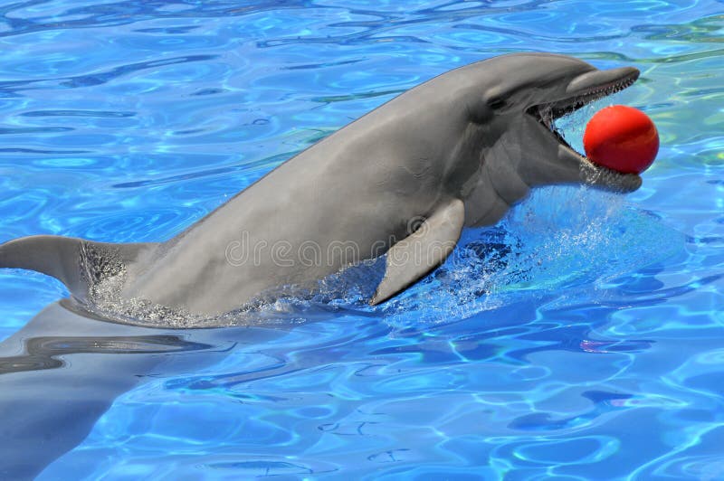 Bottlenose dolphin with a ball in the mouth stock photography Bottlenose dolphin with a ball in the mouth stock photography