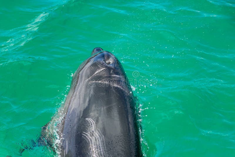 Dolphin Clears Blow Hole In Green Water royalty free stock images Dolphin Clears Blow Hole In Green Water royalty free stock images