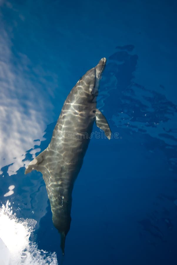 Bottlenose dolphin (Tursiops truncatus)