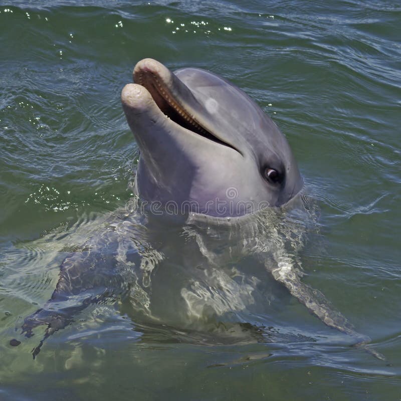 Bottlnose Dolphin