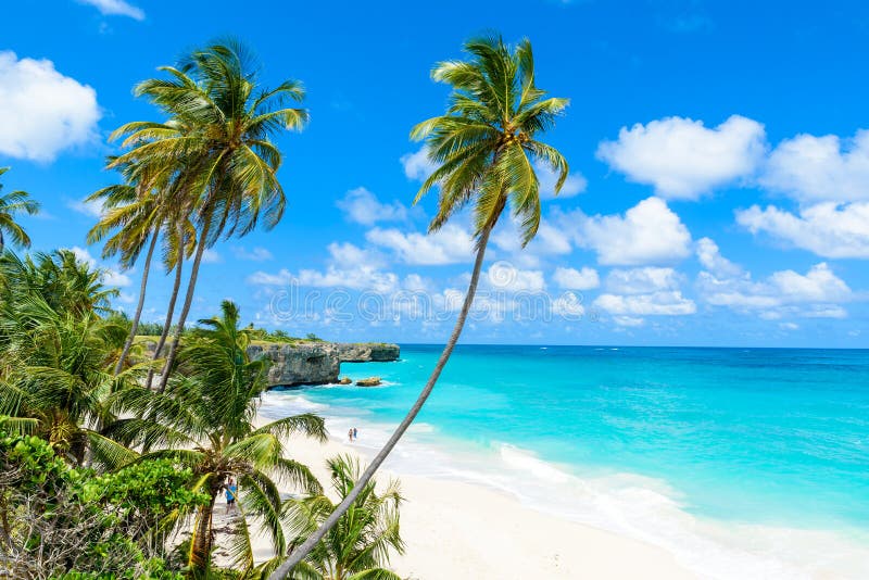 Bottom Bay, Barbados - Paradise beach on the Caribbean island of Barbados. Tropical coast with palms hanging over turquoise sea.