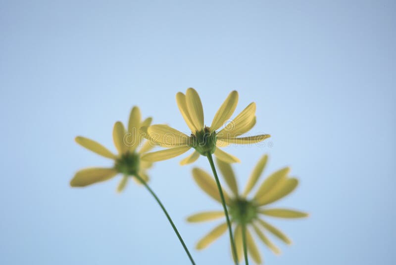Bottom of daisies royalty free stock photography
