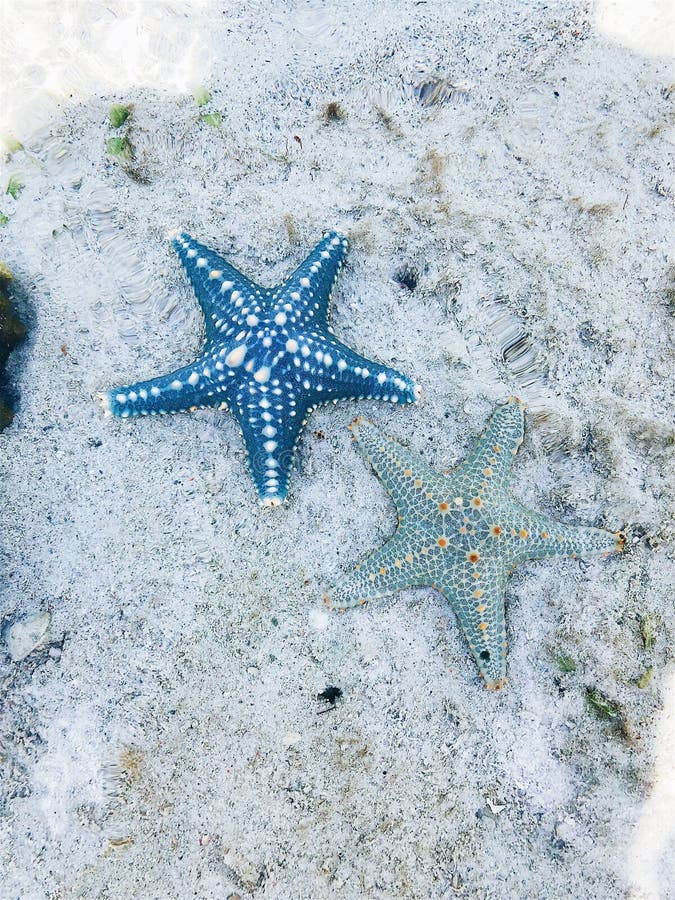 At the bottom of the ocean a blue starfish