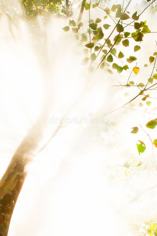 Bottom view, abstract sunrise shining through steam of hot spring in the forest. Art transparent branches of tropical trees and