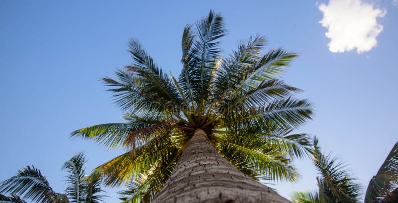 Bottom view of a beautiful palm tree with blue sky