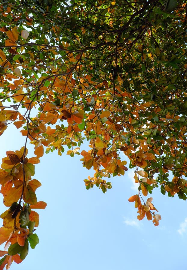 Bottom view branch of Terminalia catappa with red leaf change by wintertime, Ho chi Minh city, Vietnam stock photography Bottom view branch of Terminalia catappa with red leaf change by wintertime, Ho chi Minh city, Vietnam stock photography