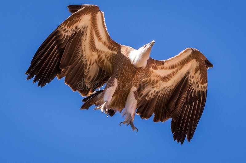 Bottom view of Flying vulture during prey bird show, Gran Canaria Palmitos park, Spain