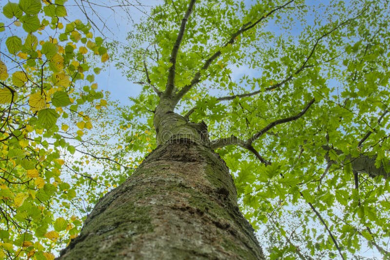 Bottom view to the tree top of a huge Plane tree or Platanus in jungle forest. View from the bottom of the tree crowns against