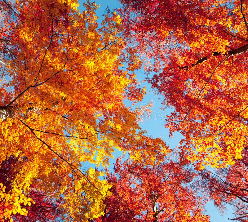 Bottom View of the Tops of Trees in the Autumn Forest. Stock Photo ...