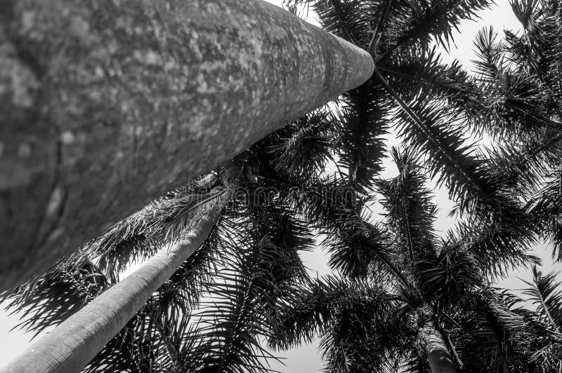 Bottom view under palm tree raise on clear sky stock photography Bottom view under palm tree raise on clear sky stock photography