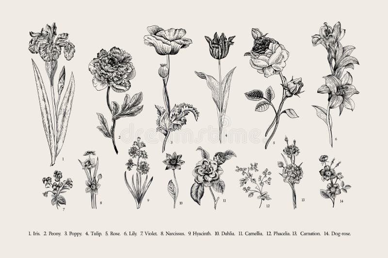 botánica conjunto Flores de la vendimia