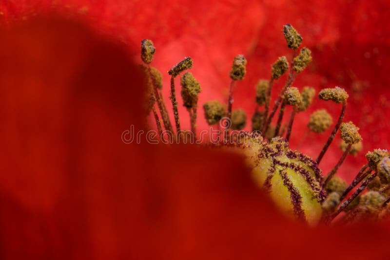 Botánica macra del jardín del detalle de la flor roja de la amapola imágenes de archivo libres de regalías Botánica macra del jardín del detalle de la flor roja de la amapola imágenes de archivo libres de regalías