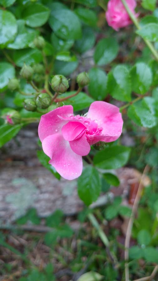 Botão cor-de-rosa de Rosa que floresce com gotas imagens de stock Botão cor-de-rosa de Rosa que floresce com gotas imagens de stock