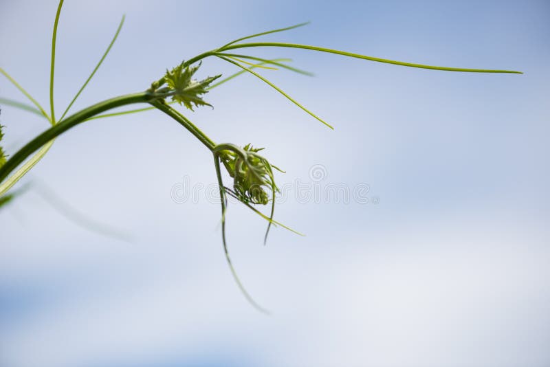 Botão, flor, folhas e mais novos da planta da bucha na natureza com parte pequena 2 dos insetos foto de stock Botão, flor, folhas e mais novos da planta da bucha na natureza com parte pequena 2 dos insetos foto de stock
