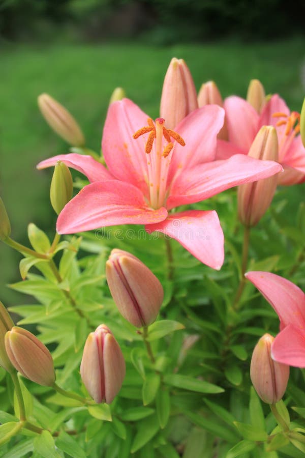 Closed and opened buds of a pink Asiatic Lily in a green garden. Closed and opened buds of a pink Asiatic Lily in a green garden