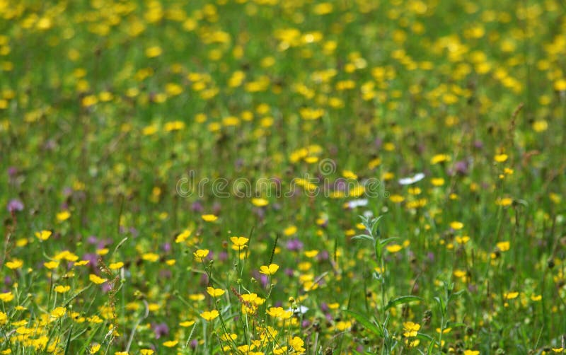 Botões de ouro e margaridas de prado da flor selvagem fotografia de stock Botões de ouro e margaridas de prado da flor selvagem fotografia de stock