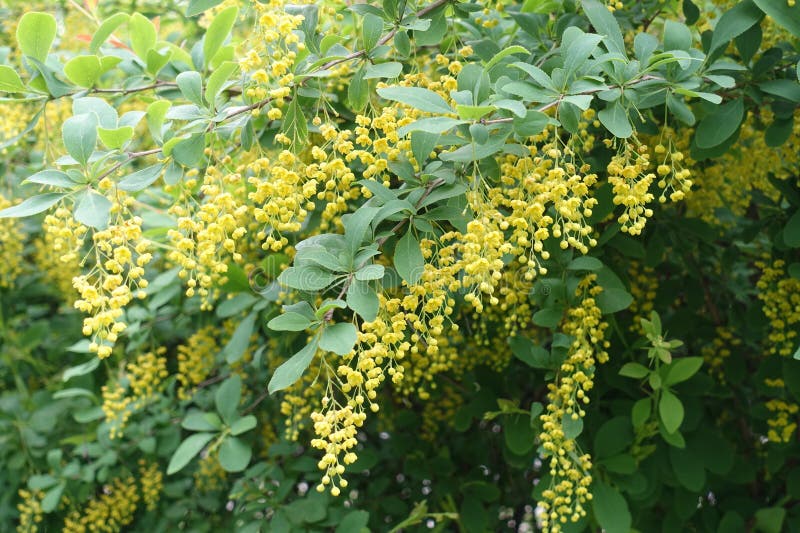 Botões e flores amarelas de beris vulgaris. Botões e flores amarelas de berberis vulgaris em maio