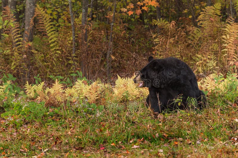 Bouche d'ours noir de femelle adulte (Ursus américanus) ouverte photo stock Bouche d'ours noir de femelle adulte (Ursus américanus) ouverte photo stock