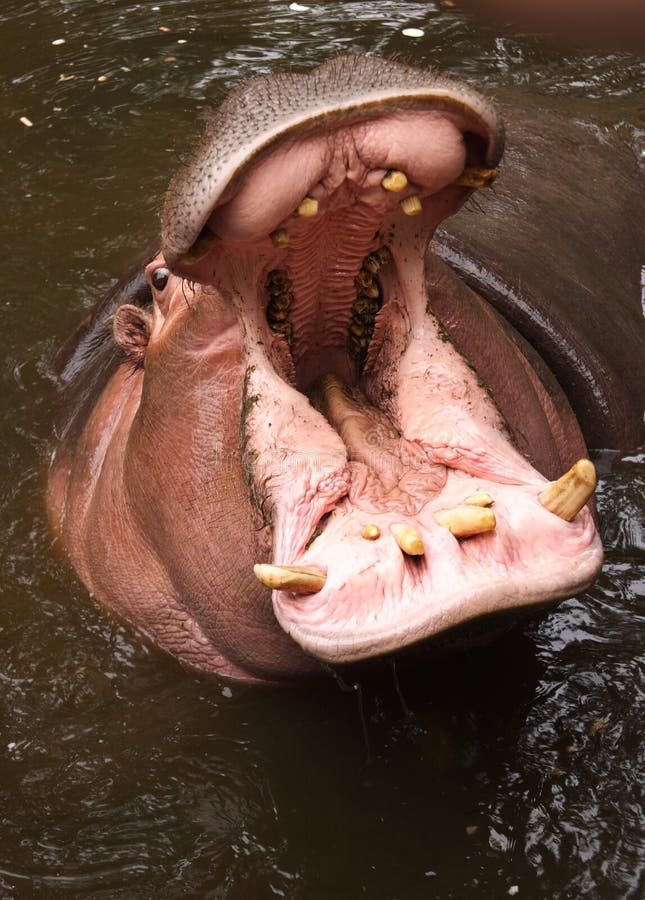 Bouche d'un hippopotame