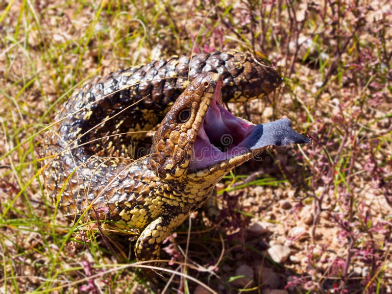 Bouche de lézard de Shingleback grande ouverte montrant la fièvre catarrhale ovine photo libre de droits Bouche de lézard de Shingleback grande ouverte montrant la fièvre catarrhale ovine photo libre de droits