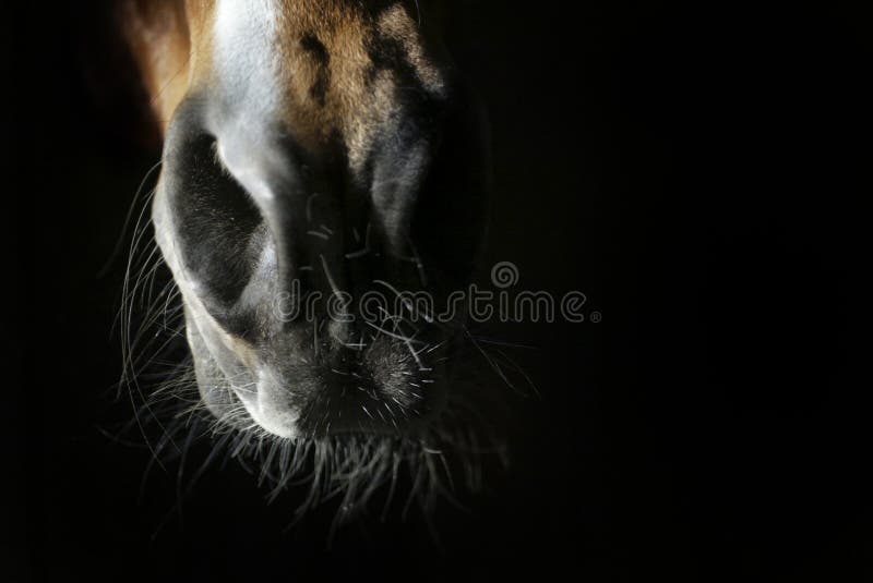 Bouche et nez de cheval photographie stock Bouche et nez de cheval photographie stock
