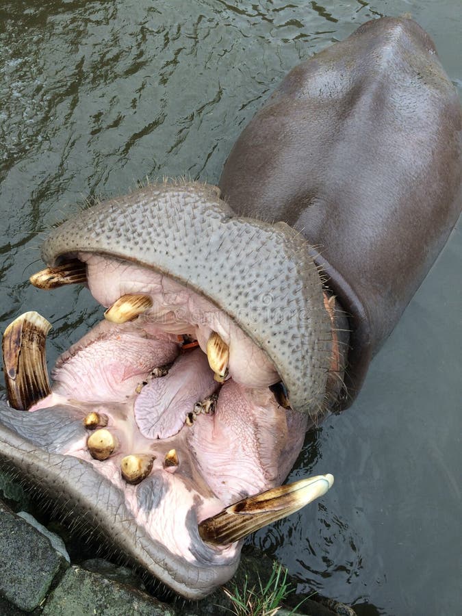 Hippopotamus open mouth to receive food from tourists at the zoo. Hippopotamus open mouth to receive food from tourists at the zoo.