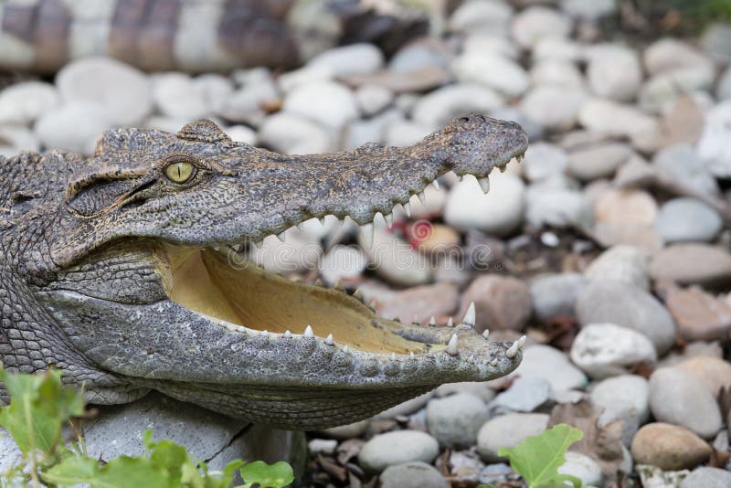 Bouche ouverte de crocodile de faune dans un zoo image libre de droits Bouche ouverte de crocodile de faune dans un zoo image libre de droits