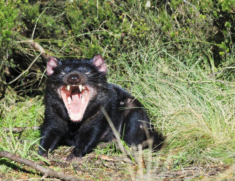 Bouche ouverte de diable tasmanien