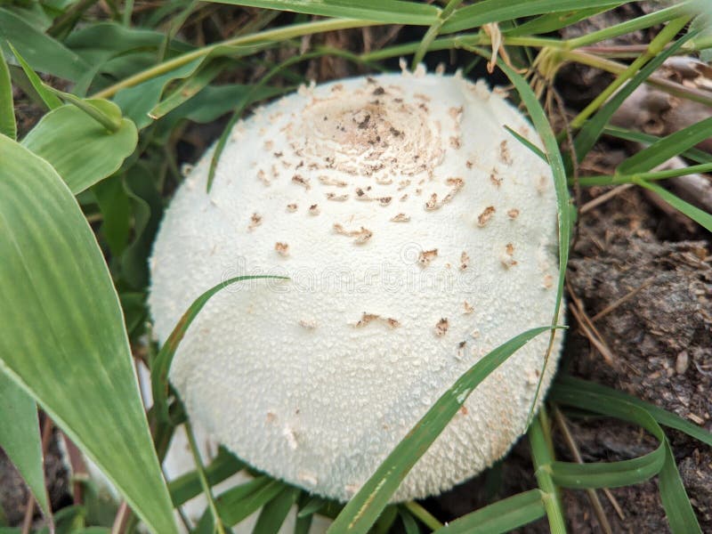 Bouchon de champignon blanc comme un dôme. à sa surface, il se développe comme des traces de petites explosions. l'herbe sauvage v photographie stock