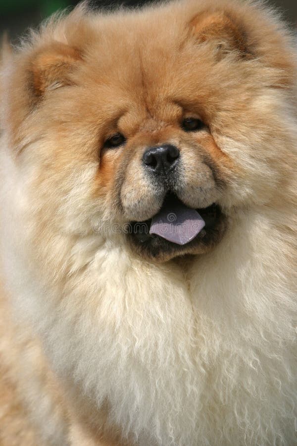 bouffe photo stock