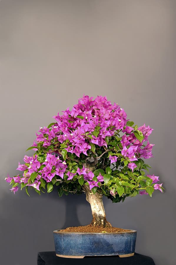 bougainvillea royaltyfri bild bougainvillea royaltyfri bild