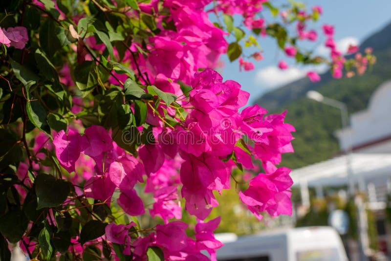 Beautiful Bougainvillea Blossom In Turkish Cities Stock Photo Image Of Bloom Spring