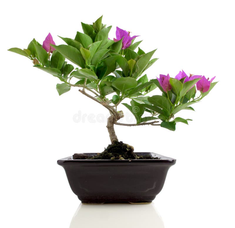 25,963 Pink Bougainvillea Stock Photos Free & RoyaltyFree Stock
